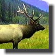 bigelk.jpg